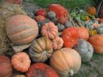 Dýně, tykve (Cucurbita)