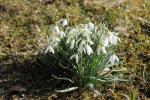 Sněženka podsněžník (Galanthus nivalis)