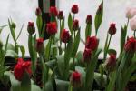 Tulipán 'Barbados' - Třepenité tulipány (Tulipa)