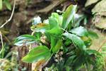 Pholidota