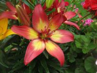 Lilie 'Majestic Joy' - Asijské hybridy nízké (Lilium)