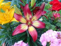 Lilie 'Majestic Joy' - Asijské hybridy nízké