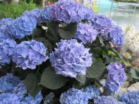 Hortenzie velkolistá (Hydrangea macrophylla)