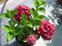 Hortenzie velkolistá (Hydrangea macrophylla)