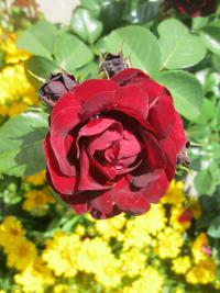 Růže 'Malicorne' - Mnohokvěté růže