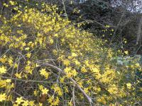 Jasmín nahokvětý (Jasminum nudiflorum)