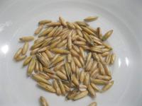 Oves setý (Avena sativa)