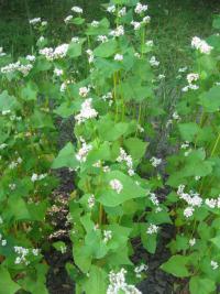Pohanka obecná (Fagopyrum esculentum)