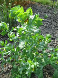 Voskovka větší (Cerinthe major)