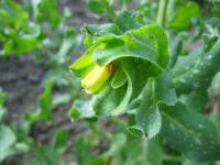 Voskovka větší (Cerinthe major)