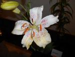 Lilie 'Muscadet' - Orientální hybridy