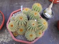 Parodia - Eriocactus