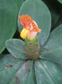 Kostus (Costus malortieanus)