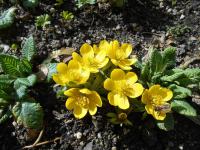 Talovín zimní (Eranthis hyemalis)