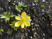 Talovín zimní (Eranthis hyemalis)