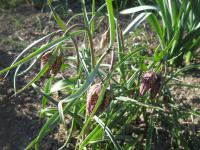 Řebčík (Fritillaria)