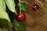 Višeň obecná 'Sladkovišeň raná'