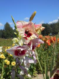 Gladiolus 'Florentina'  mečík květy, květenství