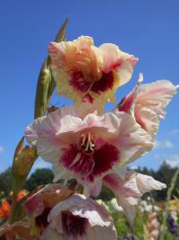 Gladiolus  'Florentina'  mečík květy, květenství