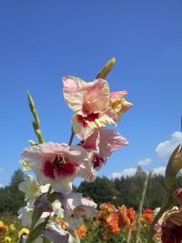 Gladiolus   'Florentina'  mečík květy, květenství