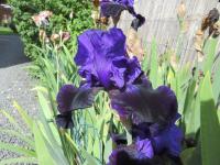 Kosatec 'Matt McNames' - Vysoké bradaté kosatce (Iris)