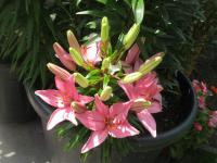 Lilie 'Discoteca' - Asijské hybridy nízké (Lilium)