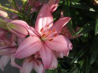Lilie 'Discoteca' - Asijské hybridy nízké (Lilium)