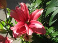 Lilie 'Pink Blossom' - Asijské hybridy vysoké