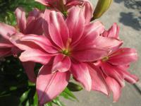 Lilie 'Pink Blossom' - Asijské hybridy vysoké