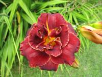 Denivka 'Night Embers' (Hemerocallis)