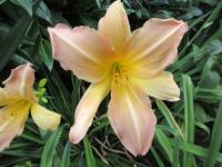 Denivka 'Nob Hill' (Hemerocallis)