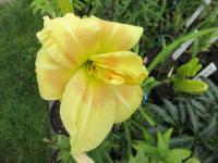 Denivka 'Double Ball'