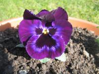 Maceška (Viola)