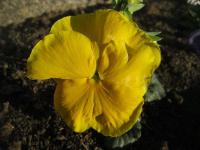 Maceška (Viola)