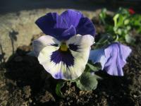 Maceška (Viola)