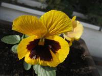 Maceška (Viola)