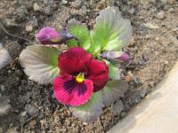 Maceška (Viola)