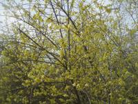 Zlatice Giraldova (Forsythia giraldiana)