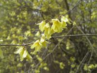 Zlatice Giraldova (Forsythia giraldiana)
