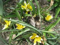 Tulipán pozdní (Tulipa urumiensis)