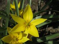 Tulipán pozdní (Tulipa urumiensis)