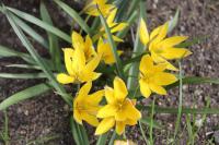 Tulipán pozdní (Tulipa urumiensis)