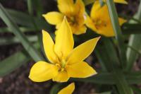 Tulipán pozdní (Tulipa urumiensis)