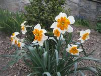 Narcis 'Parissienne' - Collar narcisy