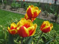Tulipán 'Denmark' - Triumph tulipány (Tulipa)