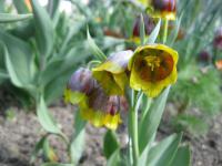 Řebčík Michajlovského (Fritillaria michailovskyi)