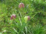 Řebčík kostkovaný (Fritillaria meleagris)