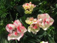 Tulipán 'Cartouche' - Plné pozdní tulipány (Tulipa)