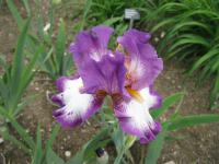 Iris barbata 'Land of Judah' kosatec zahradní květy, květenství Iris barbata 'Land of Judah' kosatec zahradní květy, květenství