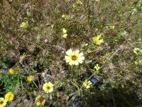 Škardovka obecná (Tolpis barbata)